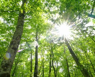 自然の力、木の効果